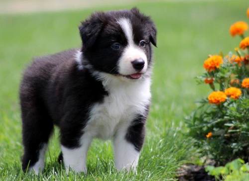 BORDER COLLIE