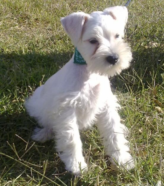 SCHNAUZER